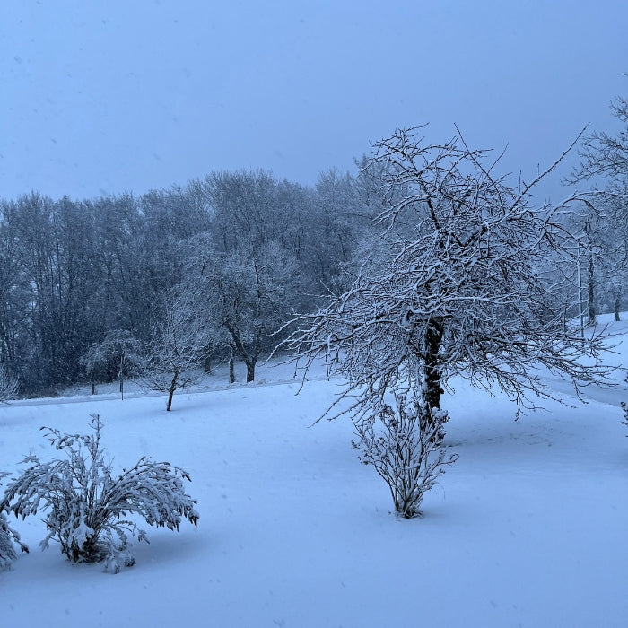 Verschneite Winterlandschaft mit Bäumen und Sträuchern – stimmungsvolle Kulisse im Bayerischen Wald, Heimat der Sabrina Alm Genussmanufaktur.